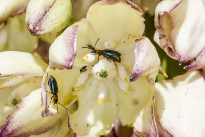 Soft-winged Flower Beetle  (Collops marginicollis )