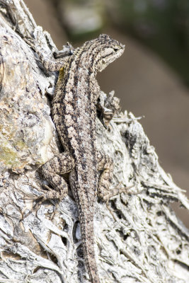 Western Fence Lizard (Sceloporus occidentalis)