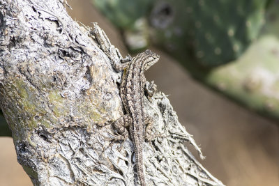 Western Fence Lizard (Sceloporus occidentalis)