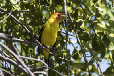 Western Tanager