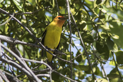 Western Tanager