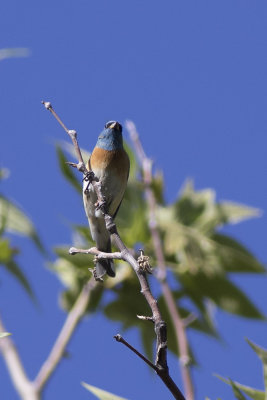 Lazuli Bunting