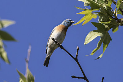Lazuli Bunting