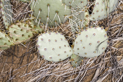 Mohave Prickly Pear (Opuntia phaeacantha)