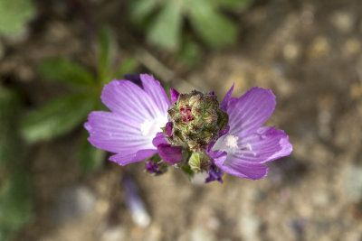 Checkerbloom (Sidalcea sparsifolia))