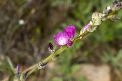 Checkerbloom (Sidalcea sparsifolia))