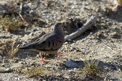 Common Ground Dove