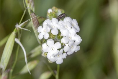 Cryptantha (Cryptantha micrantha