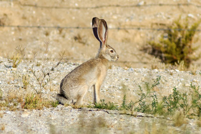 Black-tailed Jackrabbit (Lepus californicus)