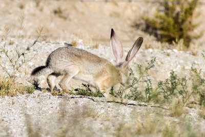 Black-tailed Jackrabbit (Lepus californicus)