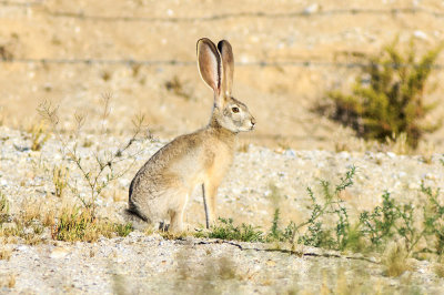 Black-tailed Jackrabbit (Lepus californicus)