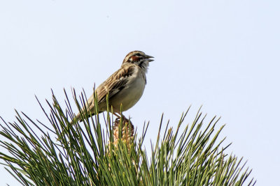 American Lark Sparrow