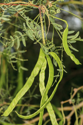 Mesquite (Prosopis glandulosa)