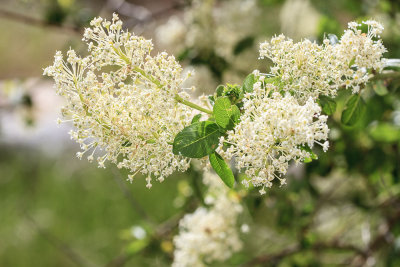 Palmer Lilac (Ceanothus palmeri)