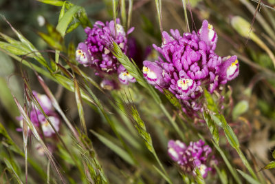 Purple Owl's Clover  (Castilleja exserta)