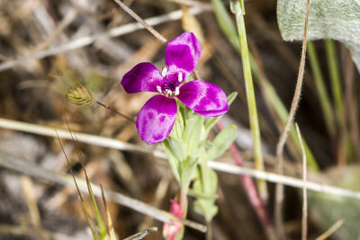 Wine-cup Clarkia (Clarkia purpurea)