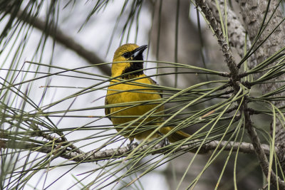 Hooded Oriole 