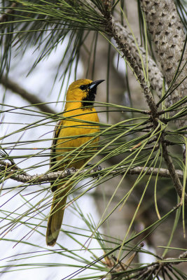 Hooded Oriole 