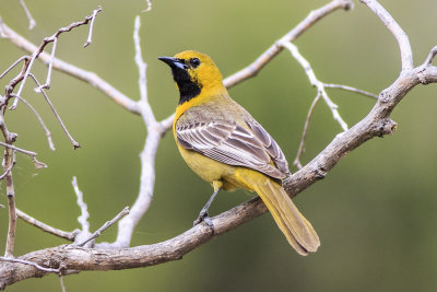 Hooded Oriole 