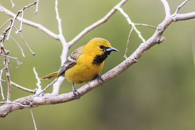 Hooded Oriole 