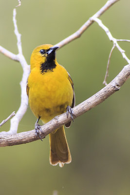 Hooded Oriole 