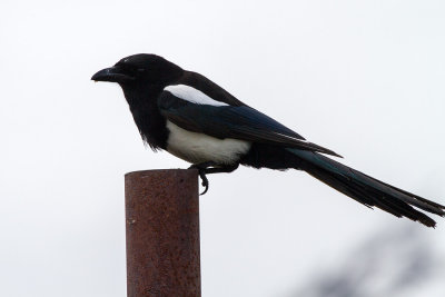 Black-billed Magpie