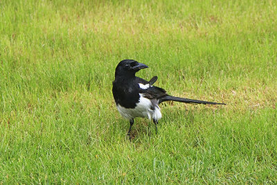 Black-billed Magpie