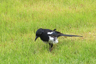 Black-billed Magpie