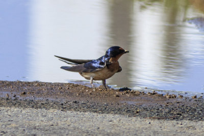 Barn Swallow