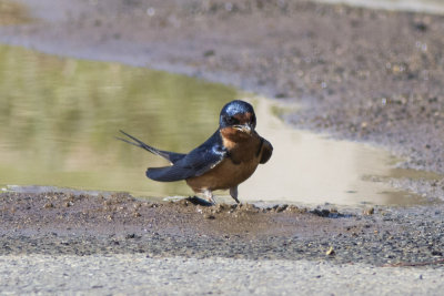 Barn Swallow