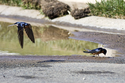 Barn Swallow