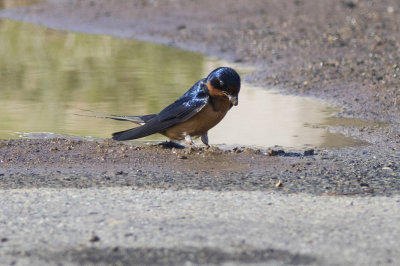 Barn Swallow