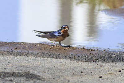 Barn Swallow