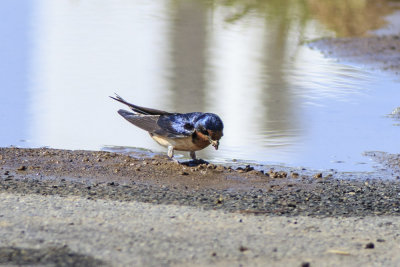 Barn Swallow