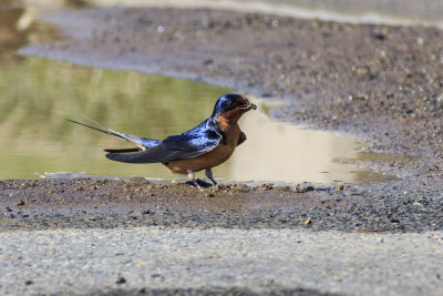 Barn Swallow