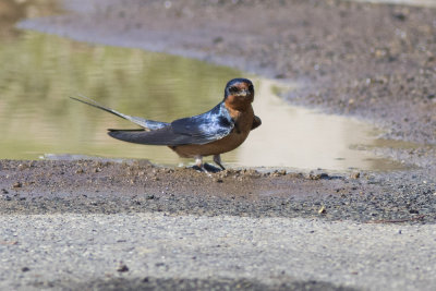 Barn Swallow