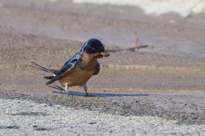 Barn Swallow