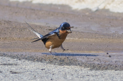 Barn Swallow