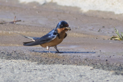 Barn Swallow