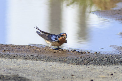 Barn Swallow