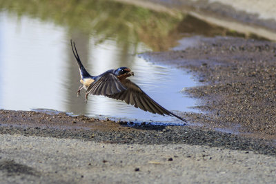 Barn Swallow