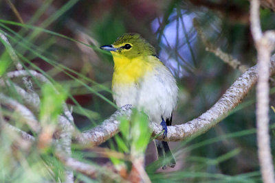 Yellow-Throated Vireo