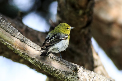 Yellow-Throated Vireo