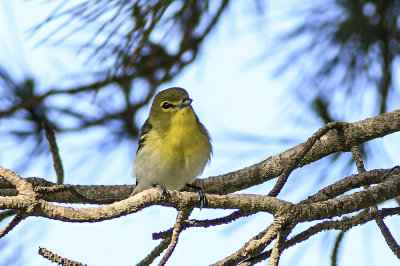 Yellow-Throated Vireo