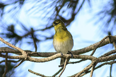 Yellow-Throated Vireo