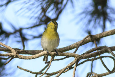 Yellow-Throated Vireo