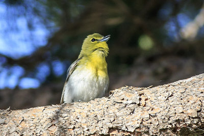 Yellow-Throated Vireo