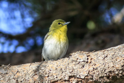 Yellow-Throated Vireo