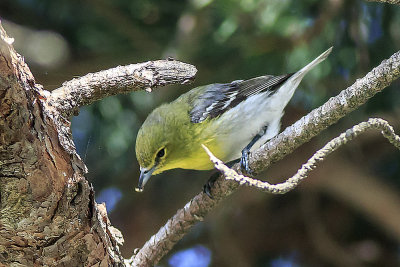 Yellow-Throated Vireo