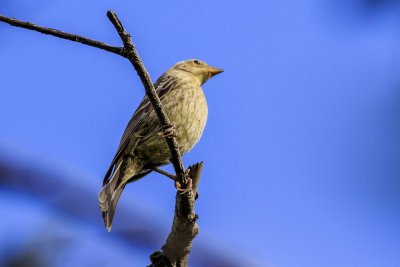 Brown-headed Cowbird